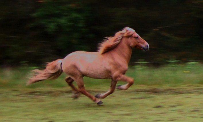 Islænder Kvistur fra Merkivoll (solgt) billede 19