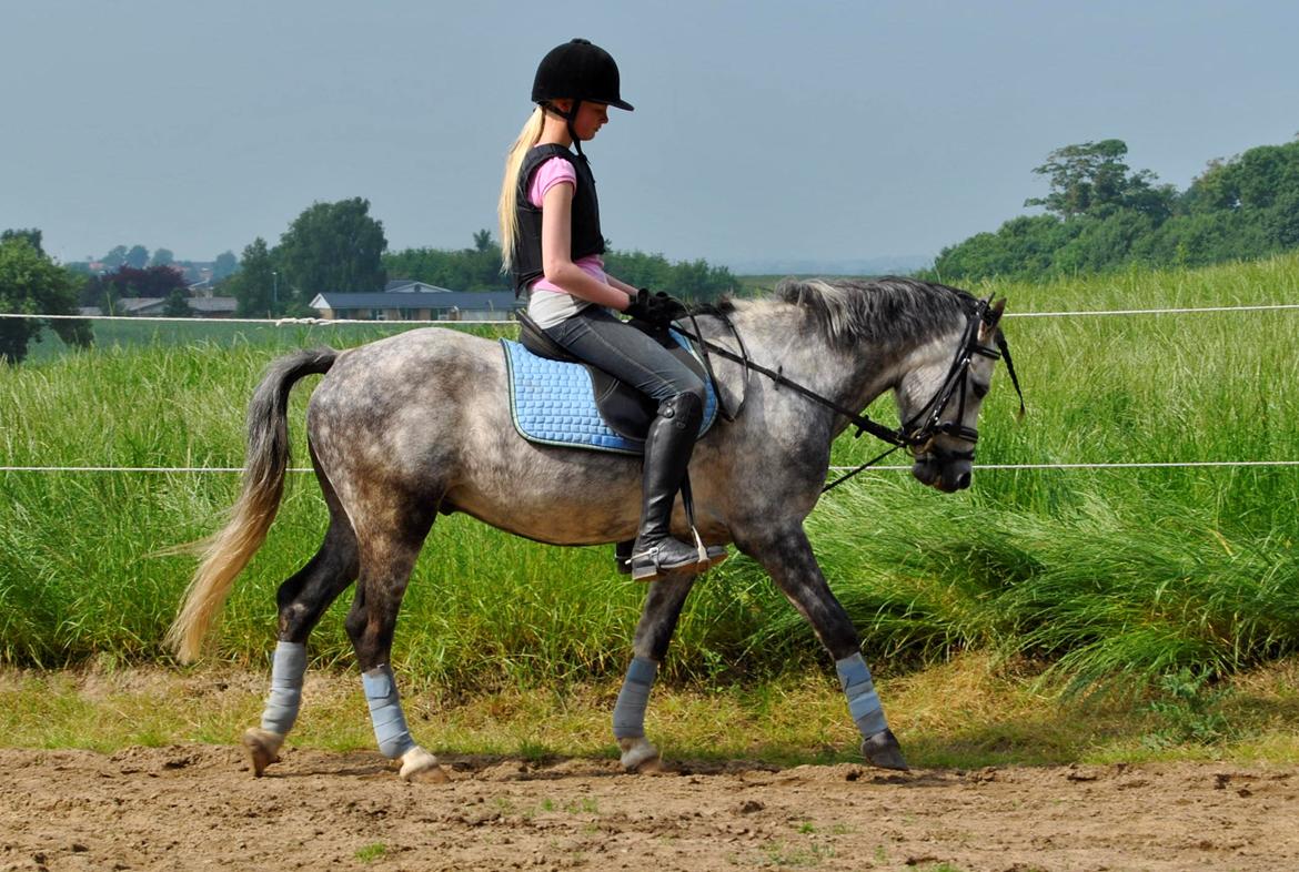 Welsh Pony (sec B) Korreborg's Barolo (SOLGT) :'(<3 - lækker? billede 9