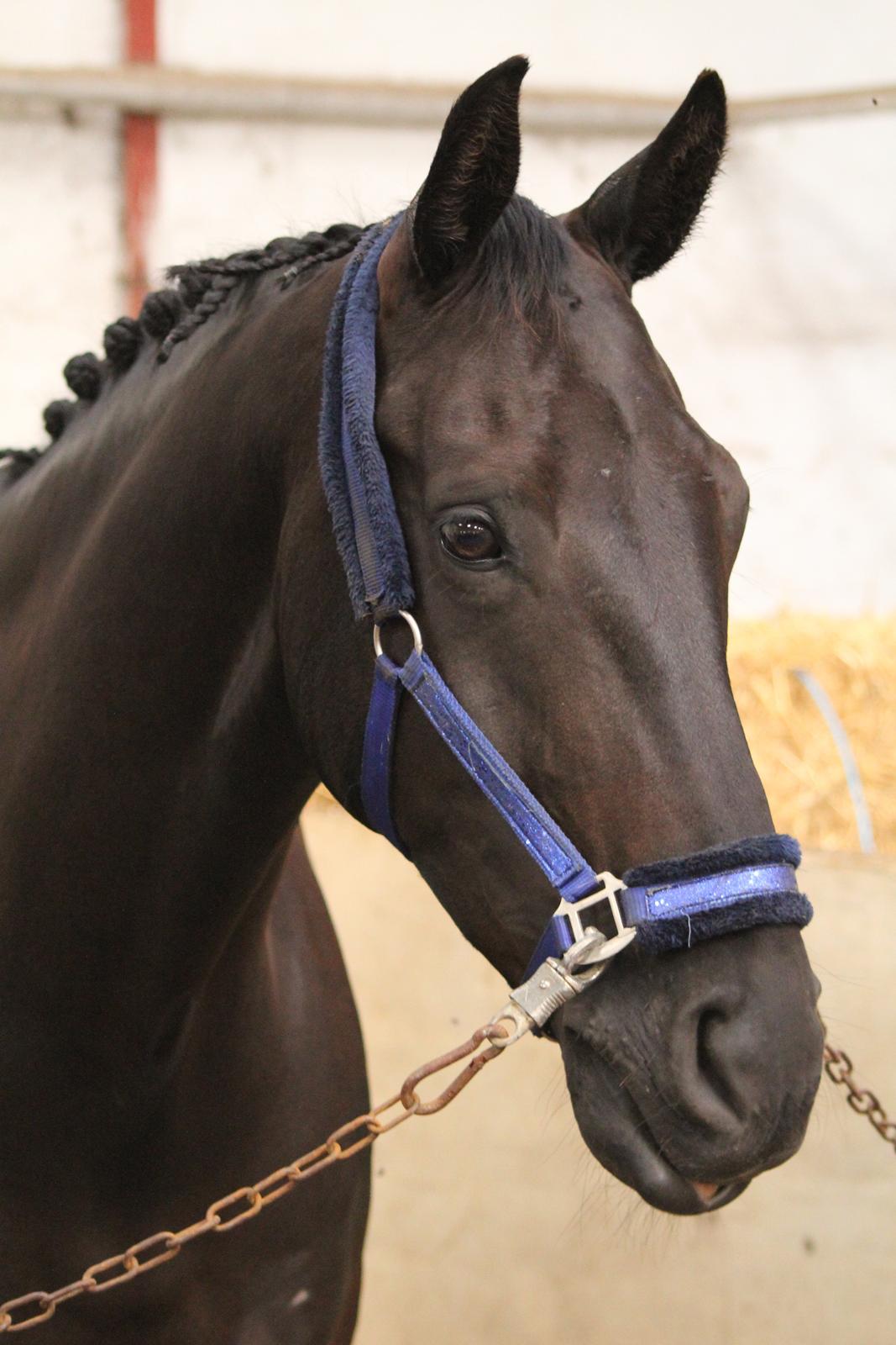 Hannoveraner HUMBOLDT billede 14