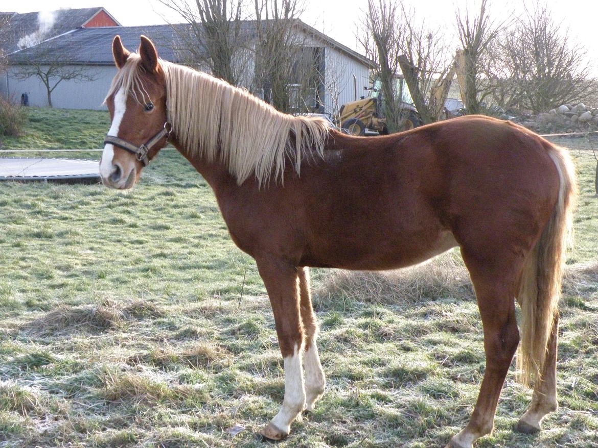 DSP Lykkesholm´s Cyperb billede 12