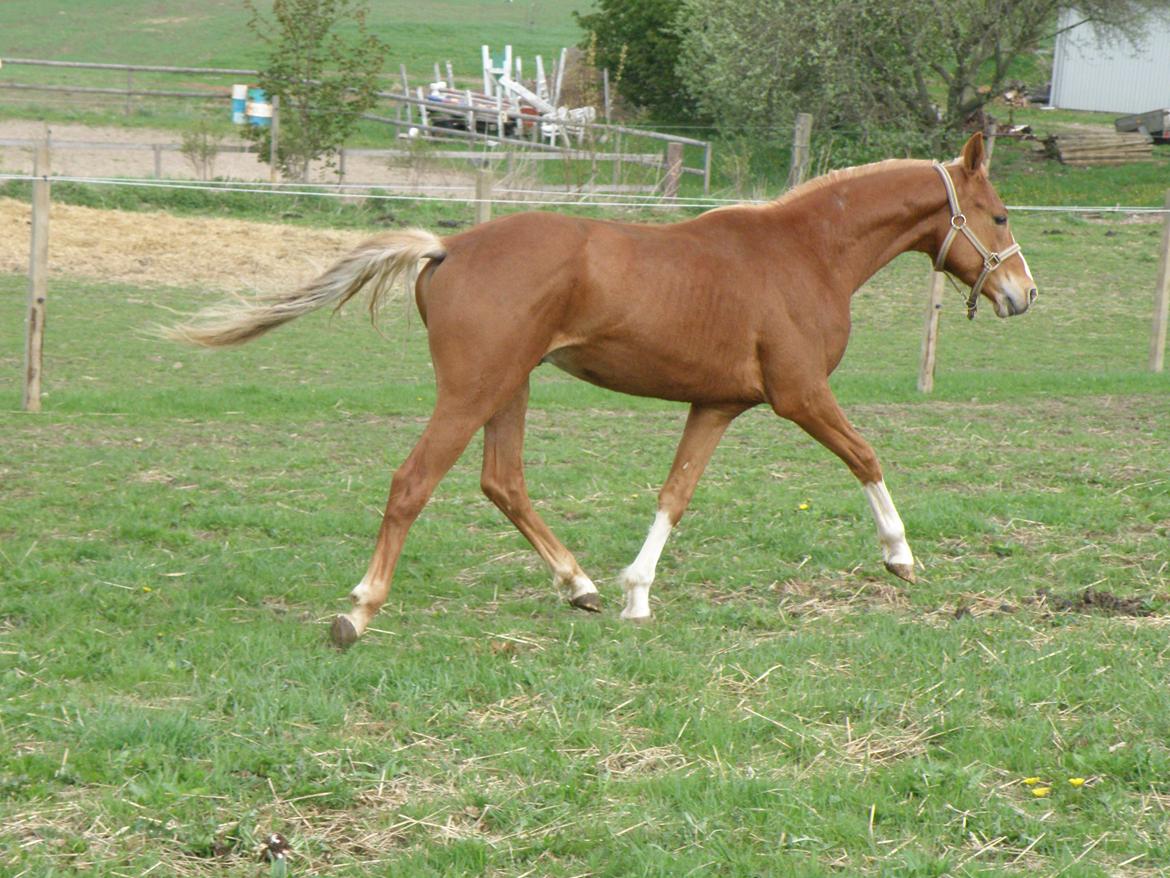 DSP Lykkesholm´s Cyperb billede 13