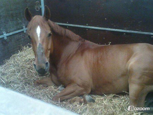 Irsk Sportspony Rivertown's rose billede 17