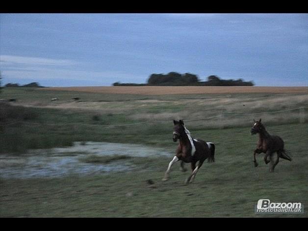 Irsk Sportspony Rivertown's rose billede 18