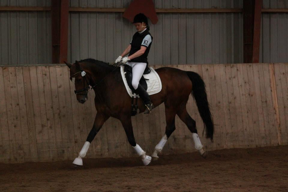 Dansk Varmblod Kildebo's Do-Re-Mi billede 5