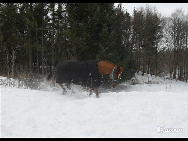 Irsk Sportspony Rivertown's rose - skør pony sene er farlig  billede 19