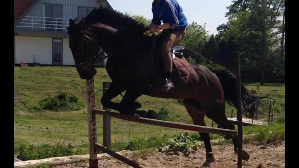 Anden særlig race Baggio - 105 cm  billede 11