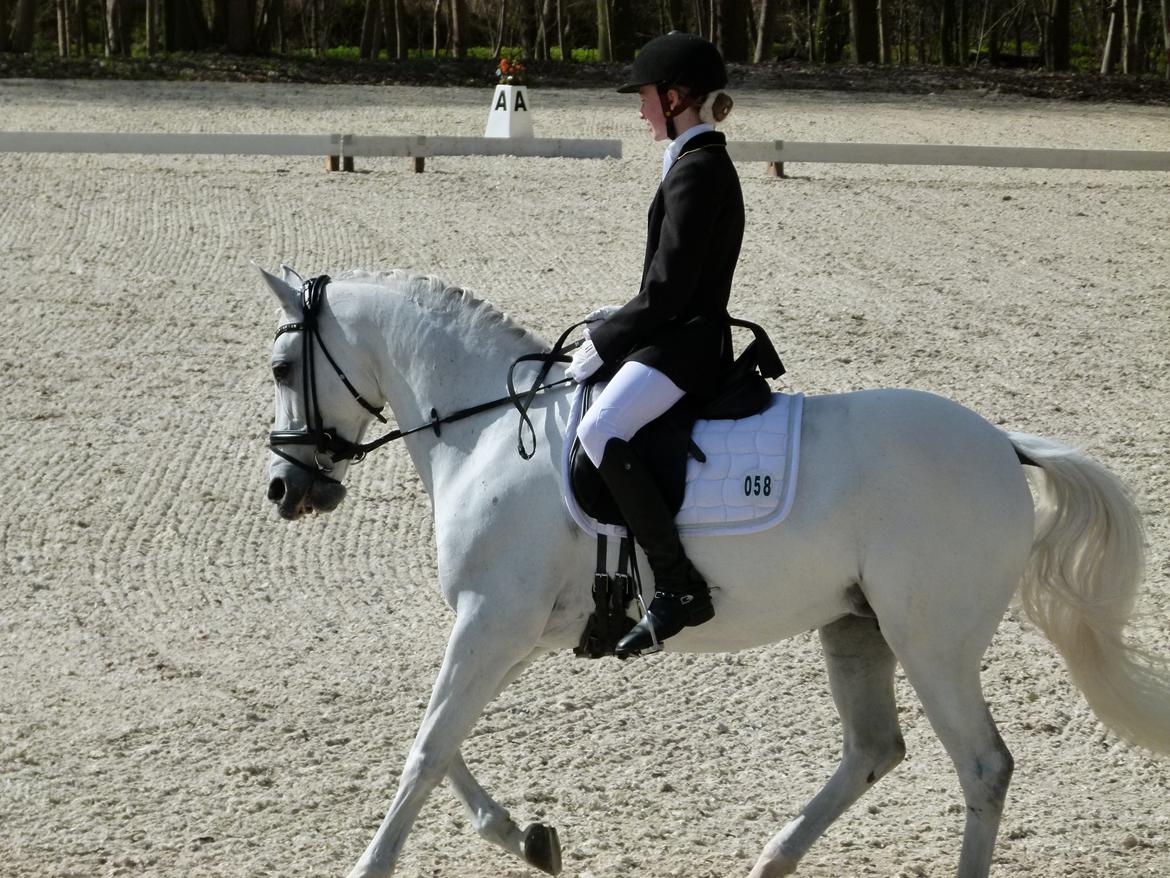 Tysk Sportspony My Fair Lady - Københavner i Bernstorfsparken LA3 billede 18