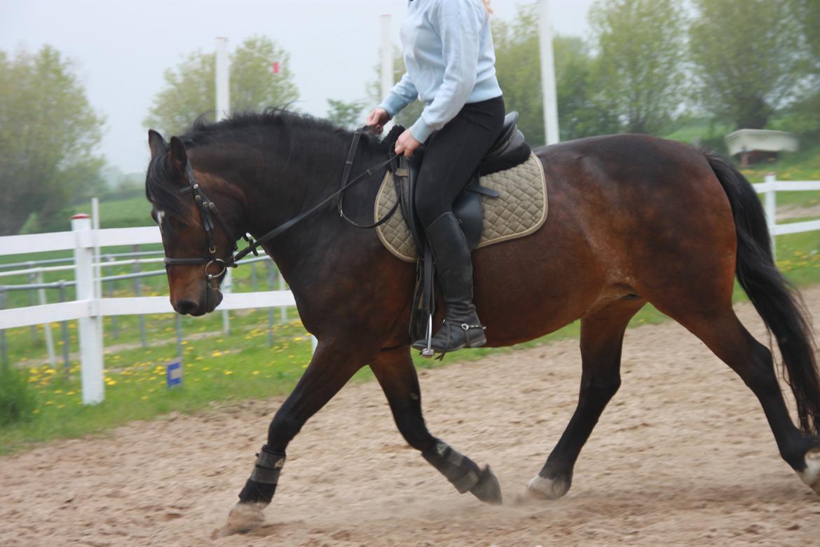 Anden særlig race Freja - Sommer 2013.  billede 3