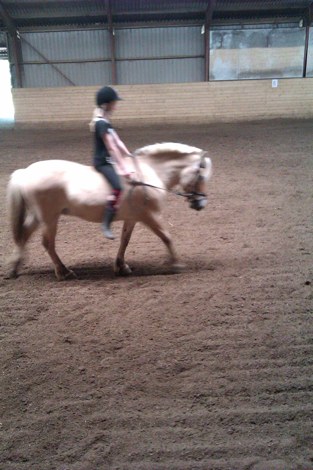 Fjordhest Tarzan - undskyld kvaliteten, men Tarzan går fint der!.. <3 billede 11