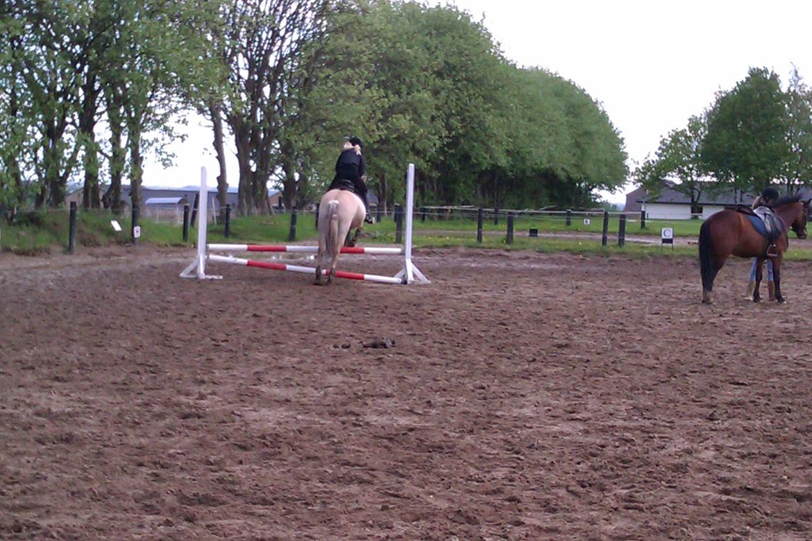 Fjordhest Tarzan - springtræning 60 cm. :-) det ser laver ud end det er...<3 billede 12