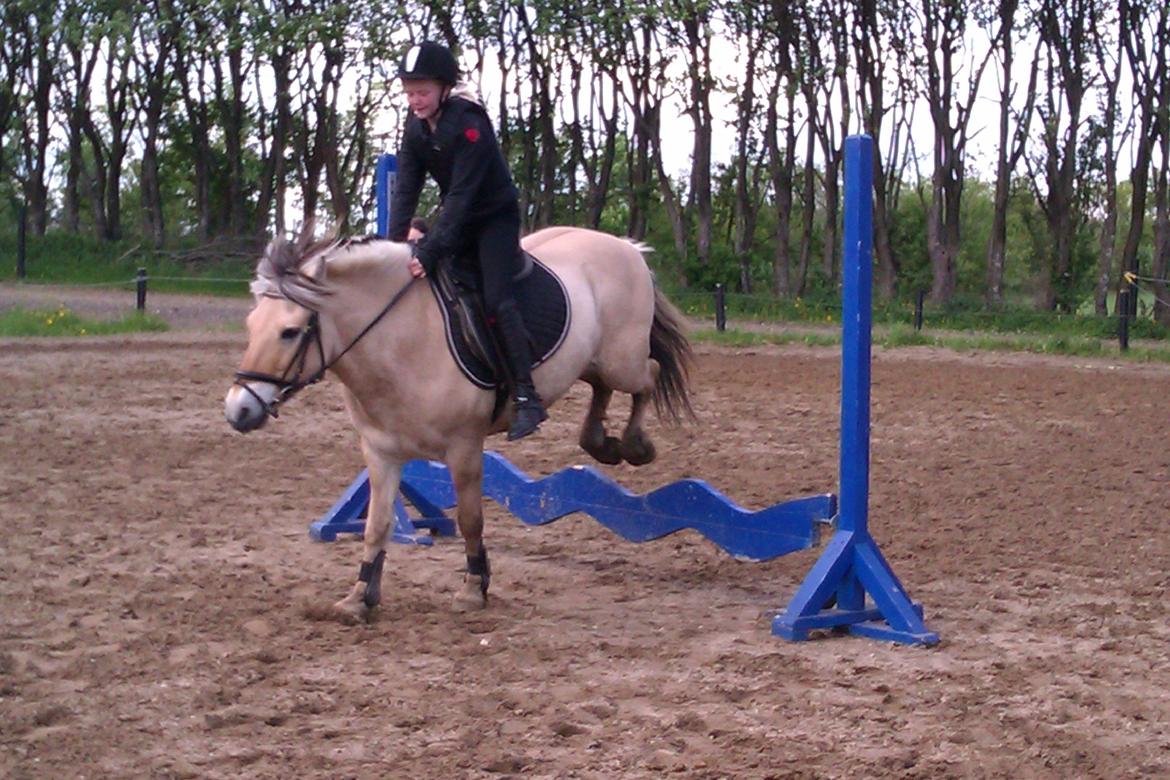 Fjordhest Tarzan - opvarmning til springtræning <3 billede 13