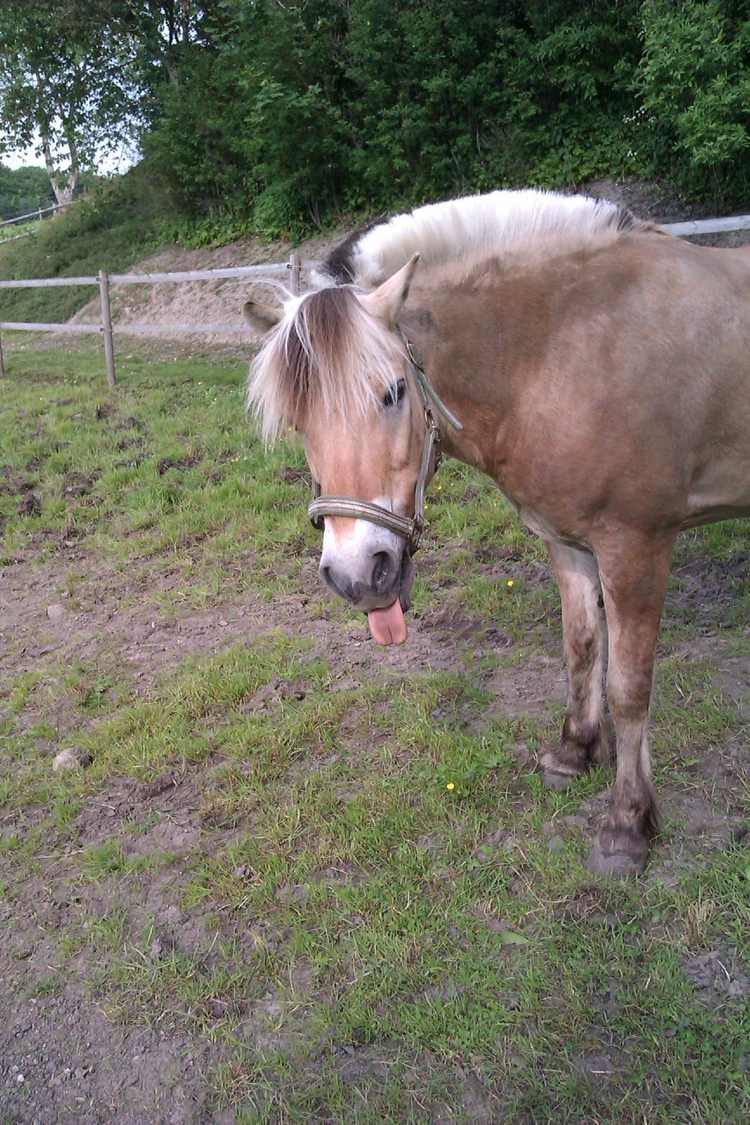 Fjordhest Tarzan - Tarzan siger farvel.. lig gerne en kommentar og bedømmelse inden i går?  :-P  billede 16