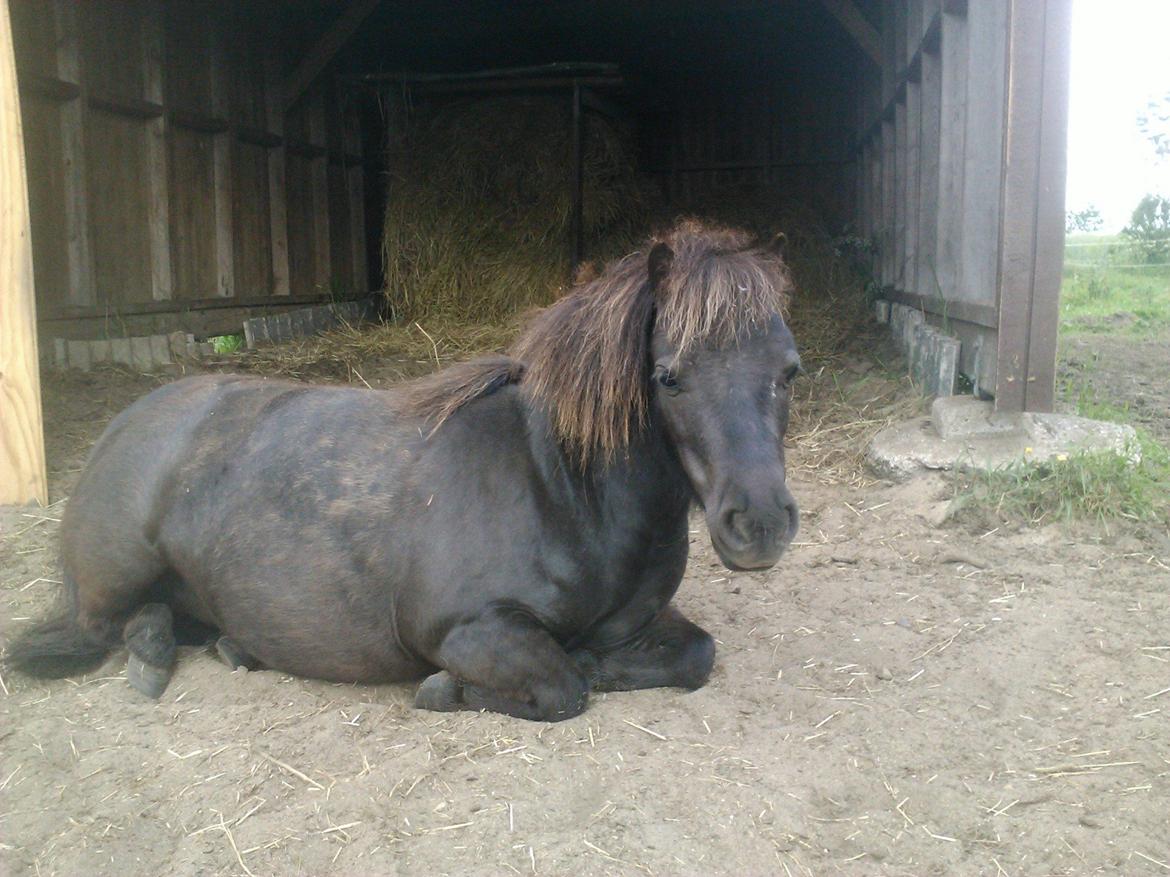 Shetlænder Isma - Slapper Af <3 billede 13