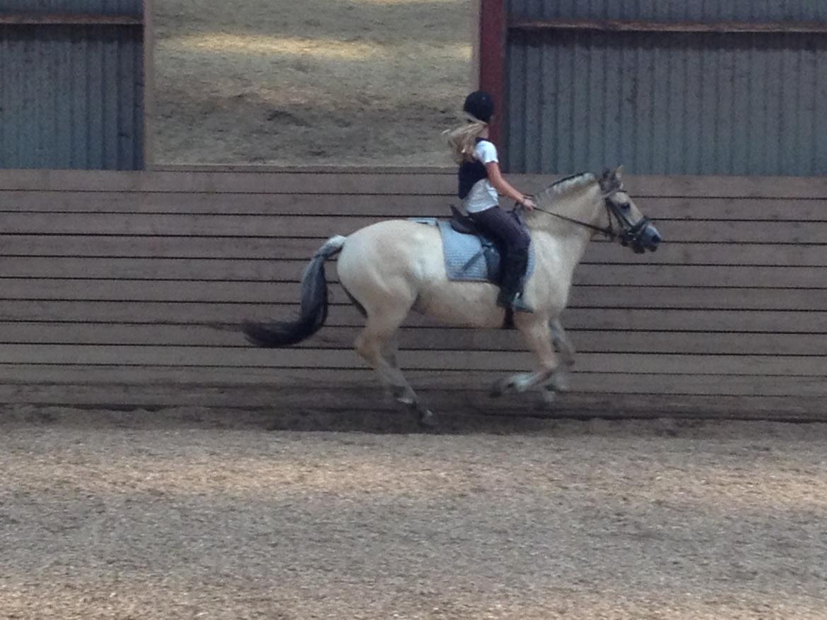 Fjordhest Iris (mussen) <3 - vi flyver der ud af :-) billede 10