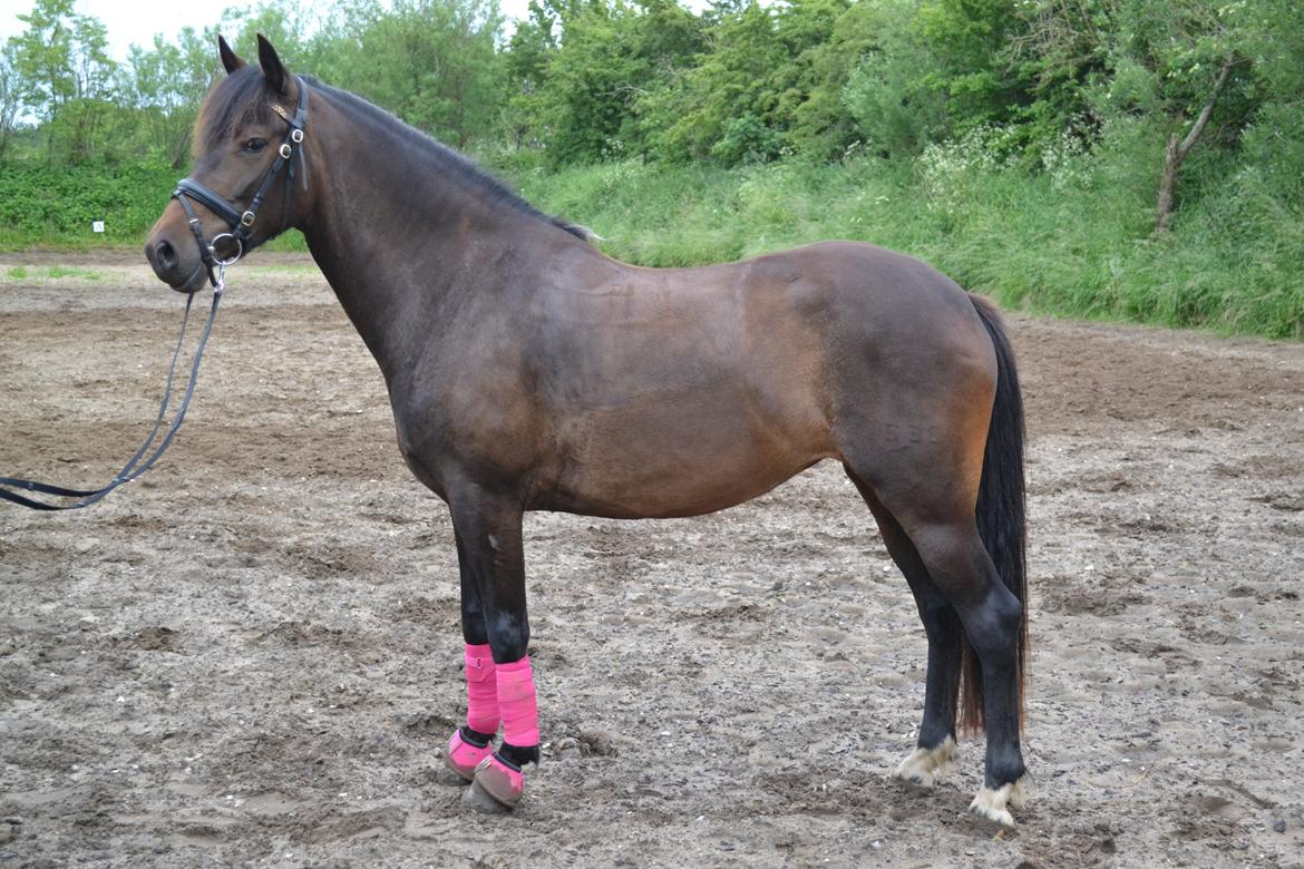 New Forest Elmholts nutella billede 21