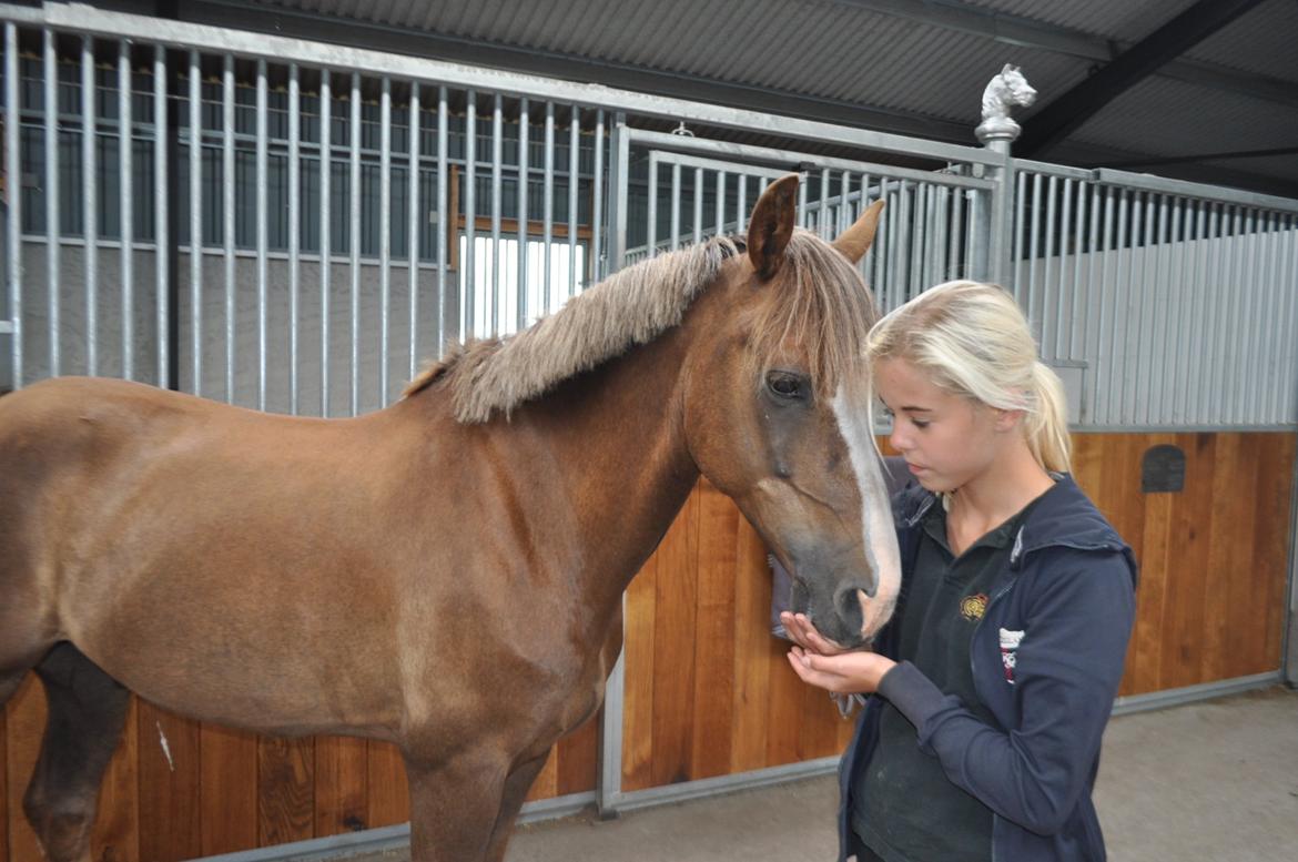 New Forest Fair Choice Tokay - min dejlige pony billede 20