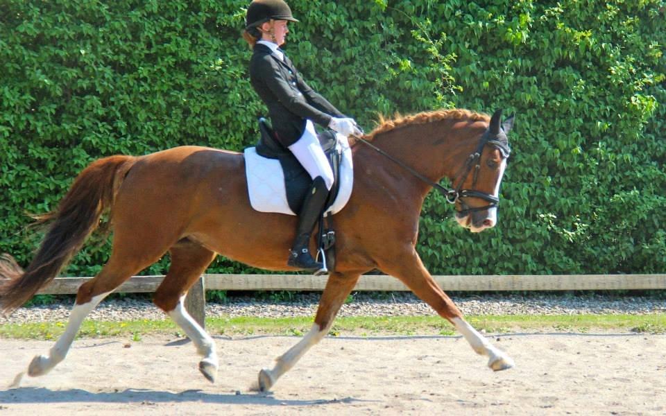 DSP Burton´s Baya<3 - C-stævne MBRK! billede 16