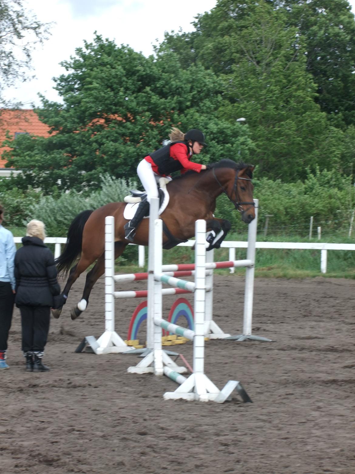 Hollandsk Varmblod Twister - LB** billede 10