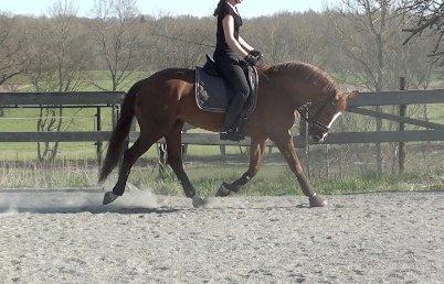 Connemara KÖHLS EVELINA B-PONY! - 3/5 2013 billede 26