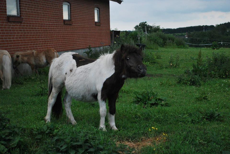 Shetlænder Dalbo´s Milton - Mille manden <3 - Juni 2013 billede 22