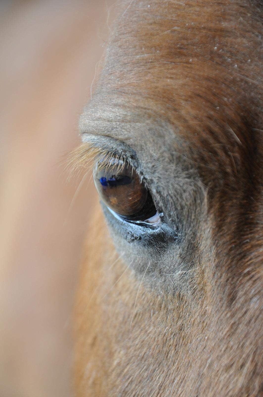 Shetlænder Katie <3 - 3 # Savner at se ind i dine smukke, dybe øjne...<3 Foto: AFH 11.06.13 billede 3