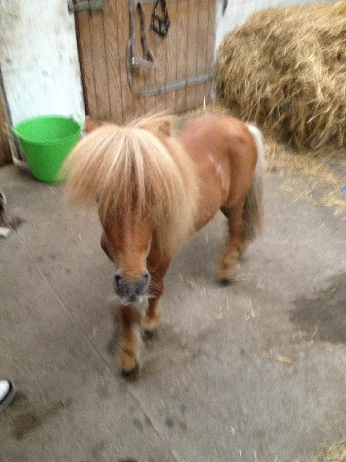 Miniature Birger billede 20