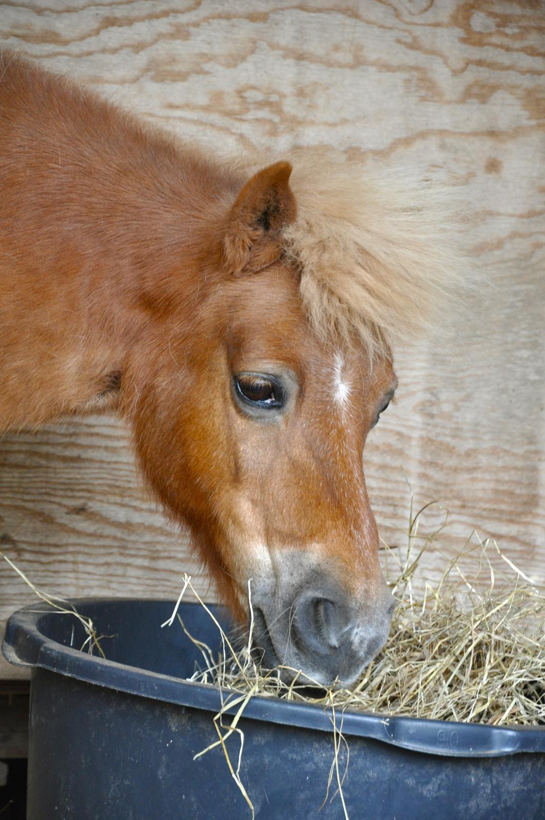 Shetlænder Katie <3 - 5 # Smukke! <3 Foto: AFH 11.06.13 billede 5