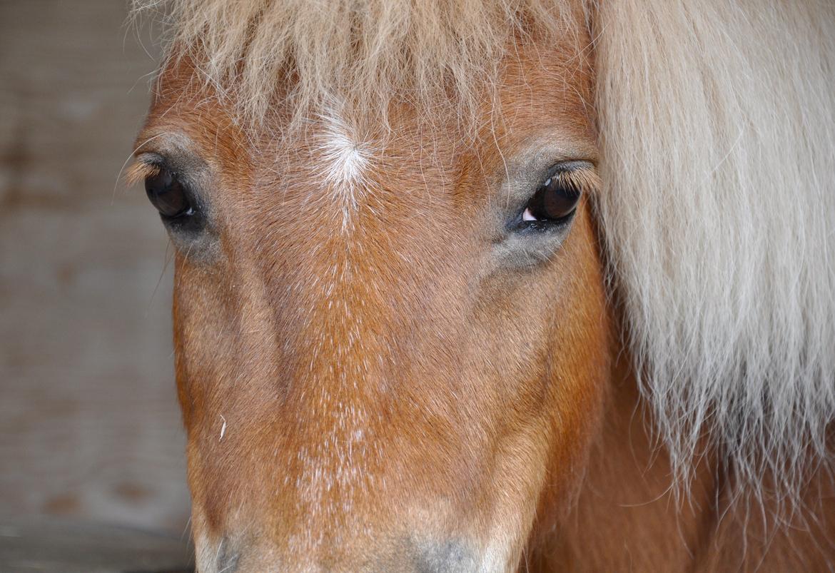 Shetlænder Katie <3 - 1 # My sanity...<'3 Foto: AFH 11.06.13 billede 1