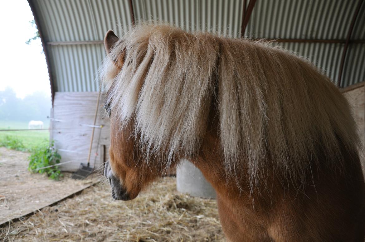 Shetlænder Katie <3 - 20 # Godnat min elskede, elskede hesti<3 Vi ses en dag... Foto: AFH 20.06.13 - den sidste dag.... billede 20
