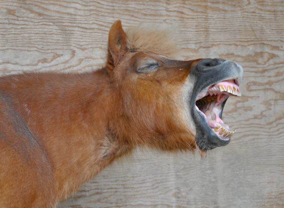 Shetlænder Katie <3 - 14 # Gaaaab! Foto: AFH 11.06.13 billede 14