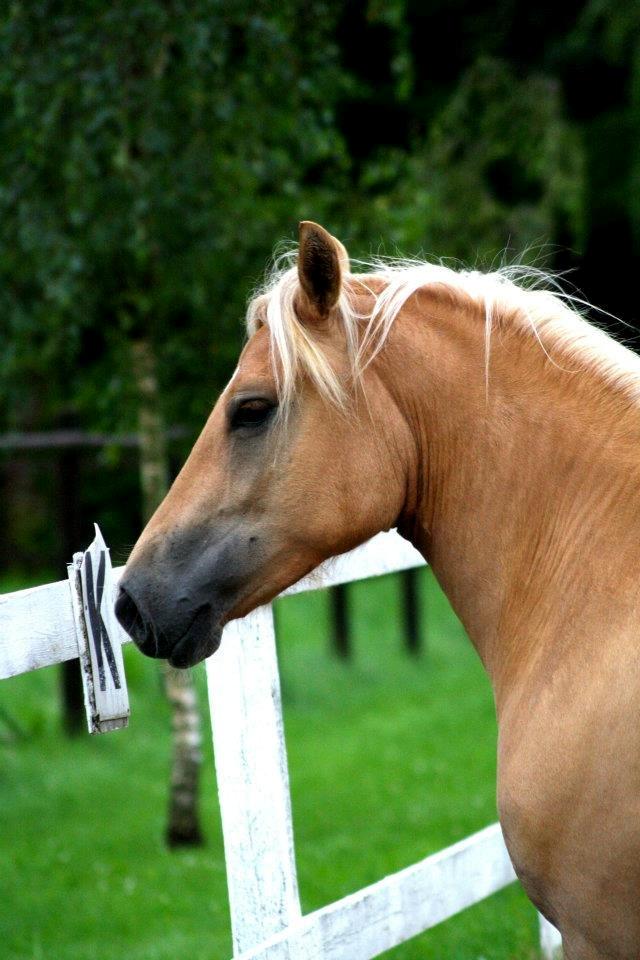 Anden særlig race Flicka - Spiller lidt lækker.. billede 12