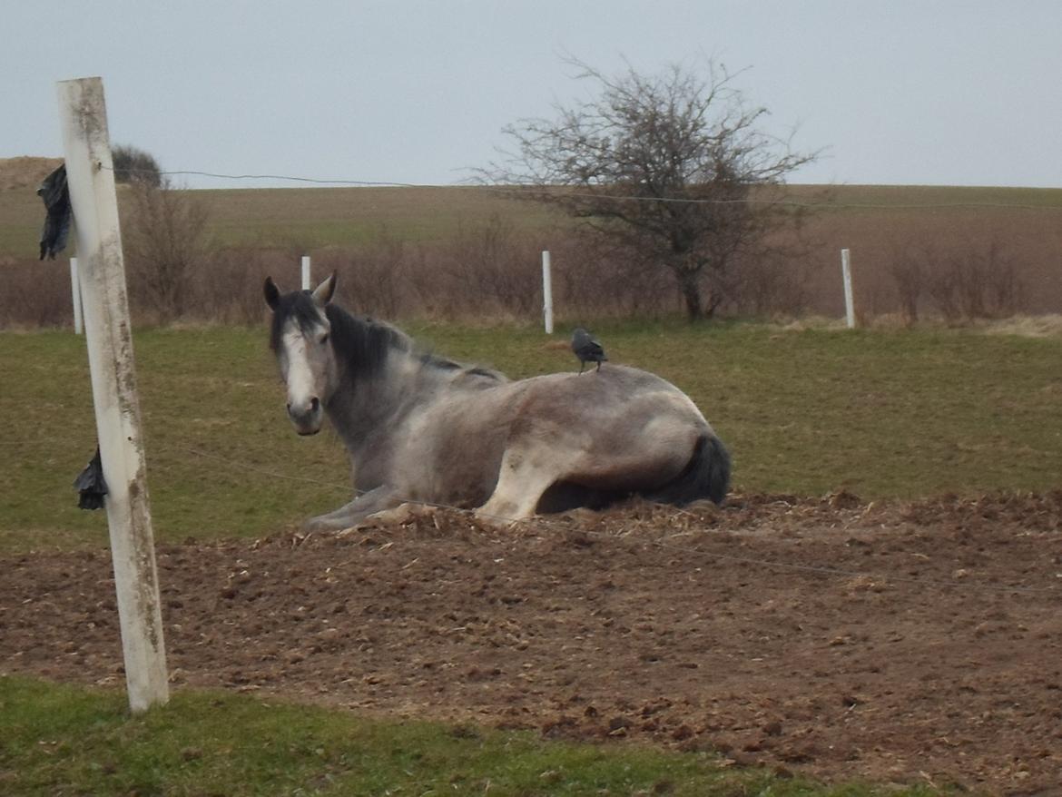 Anden særlig race Kastanjegårdens Le Quinto billede 10