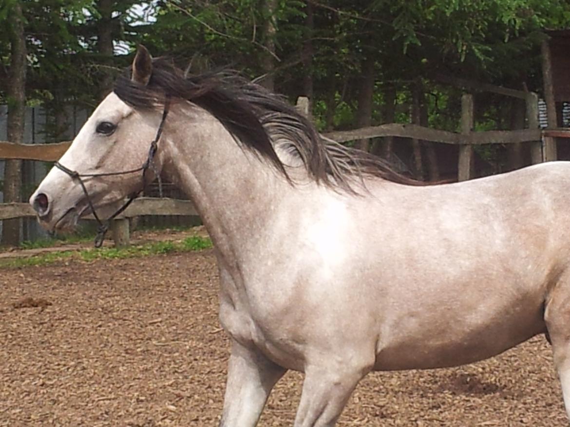 Anden særlig race Kastanjegårdens Le Quinto billede 14