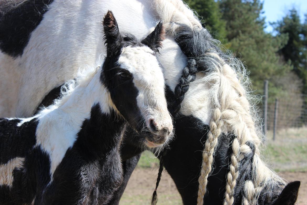 Tinker Nautrup's Sirene Aniona billede 2