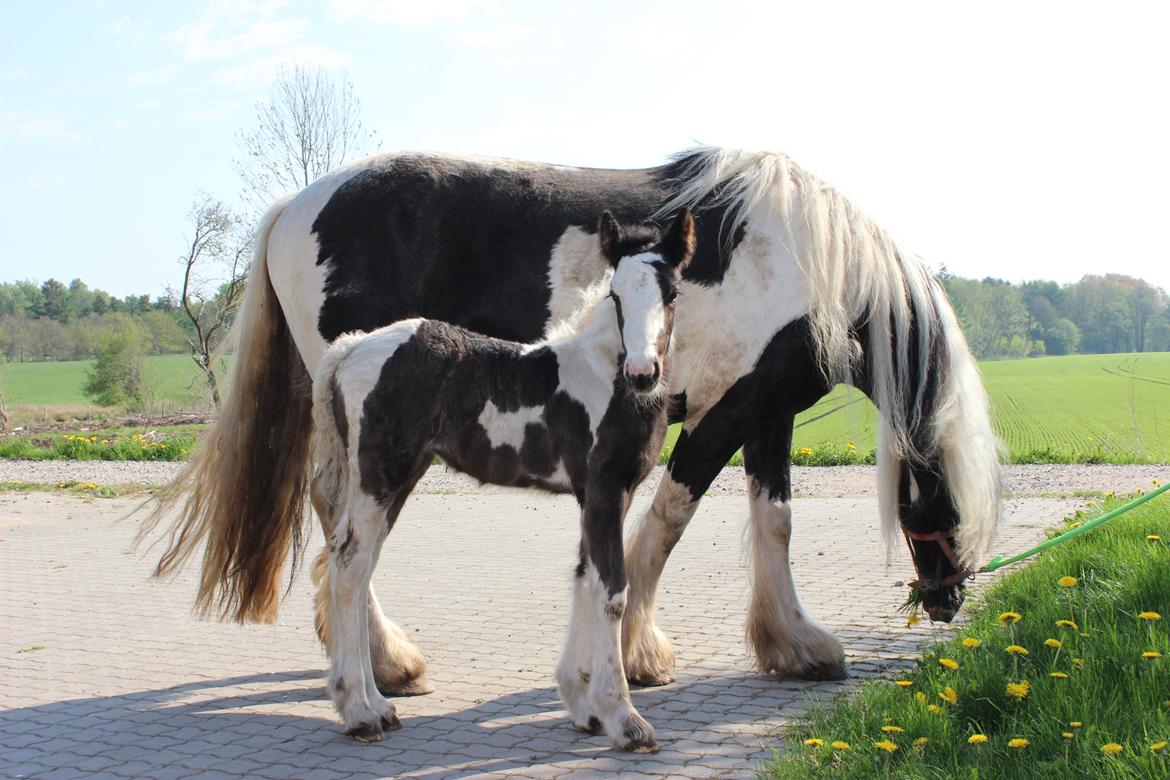 Tinker Nautrup's Sirene Aniona billede 3