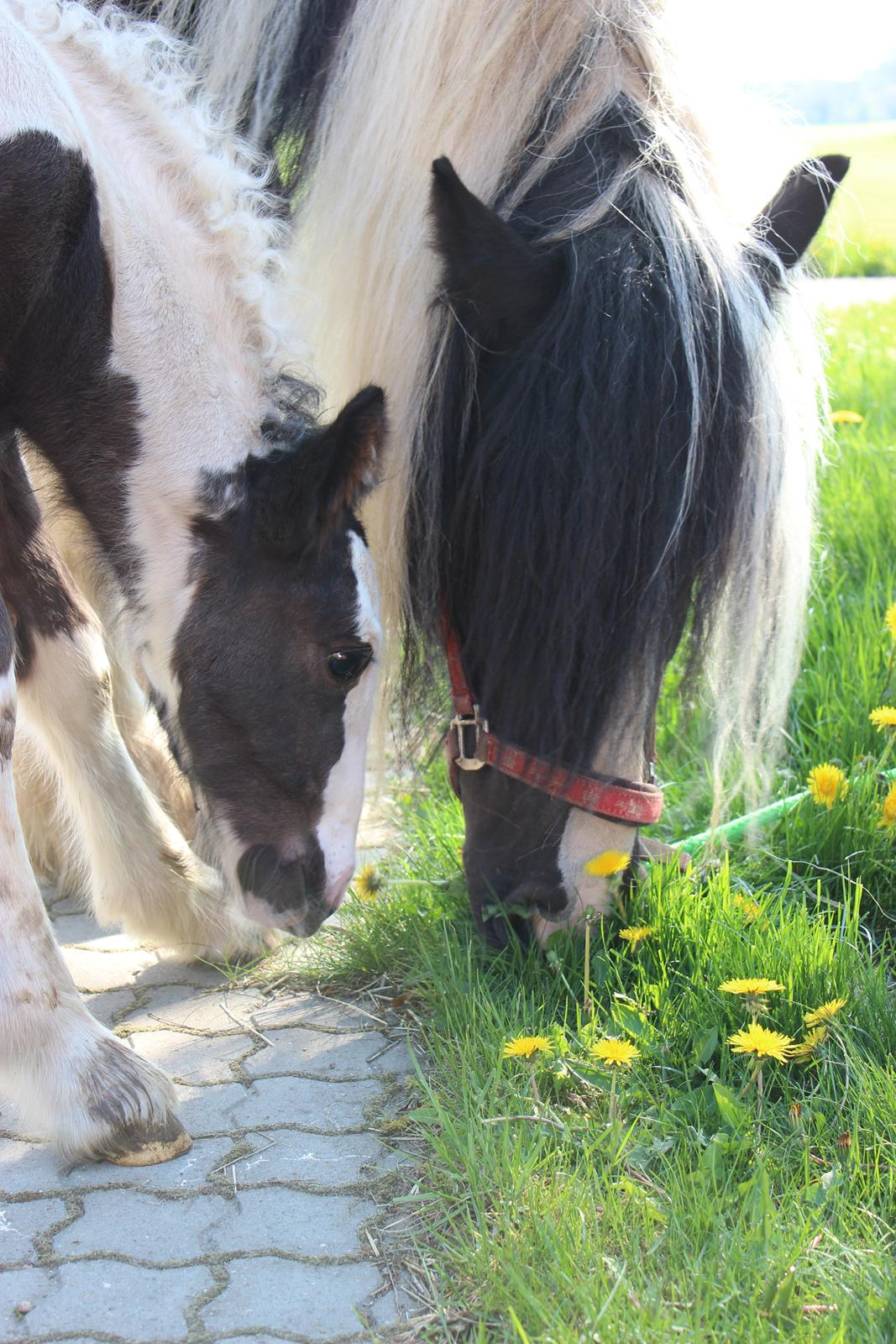 Tinker Nautrup's Sirene Aniona billede 4