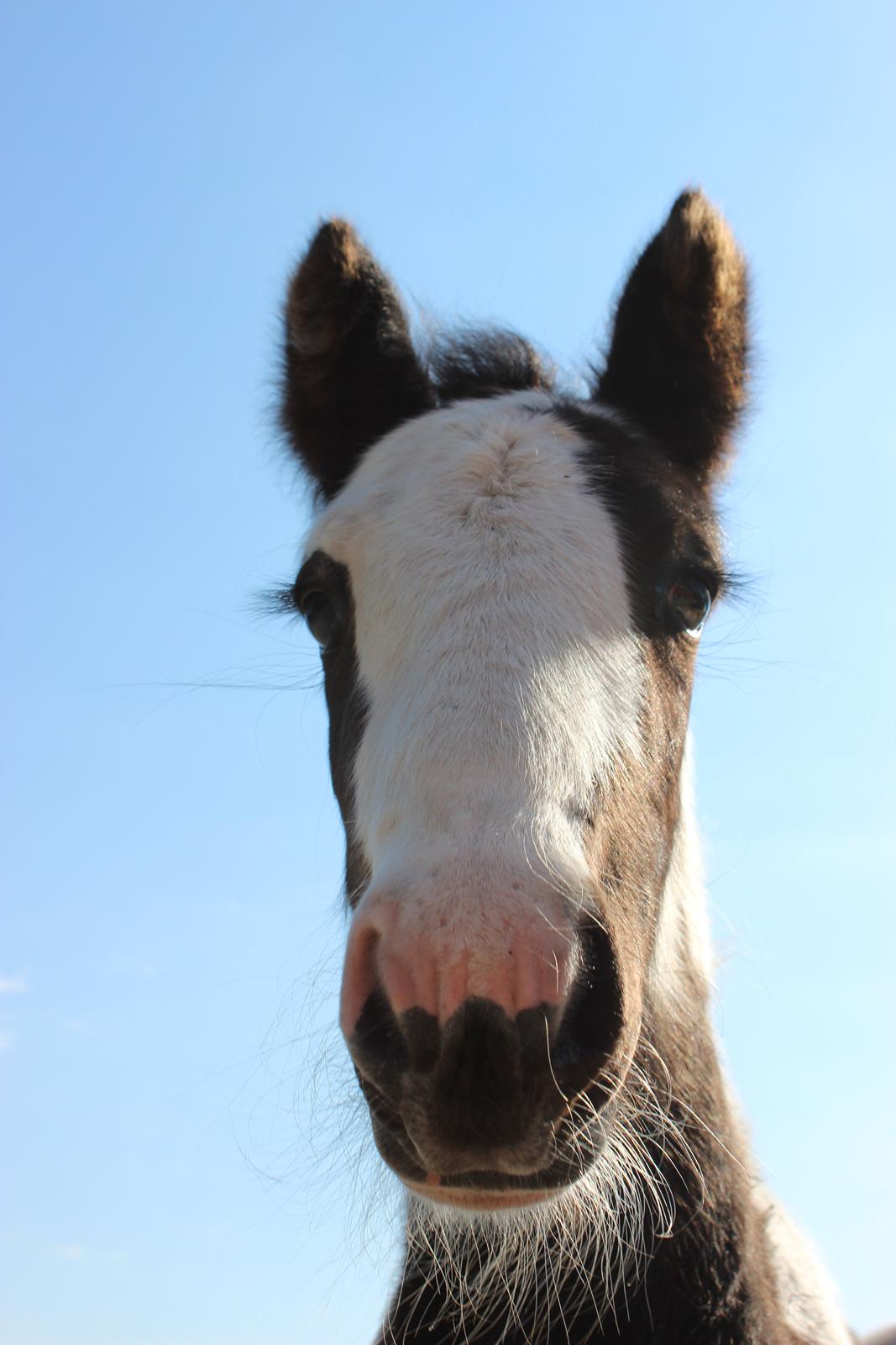Tinker Nautrup's Sirene Aniona billede 5