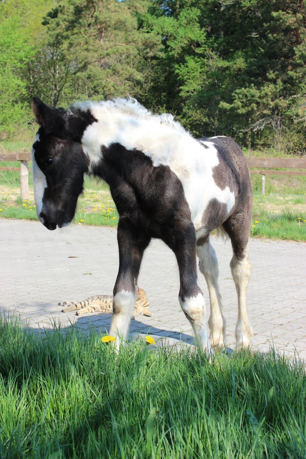 Tinker Nautrup's Sirene Aniona billede 7