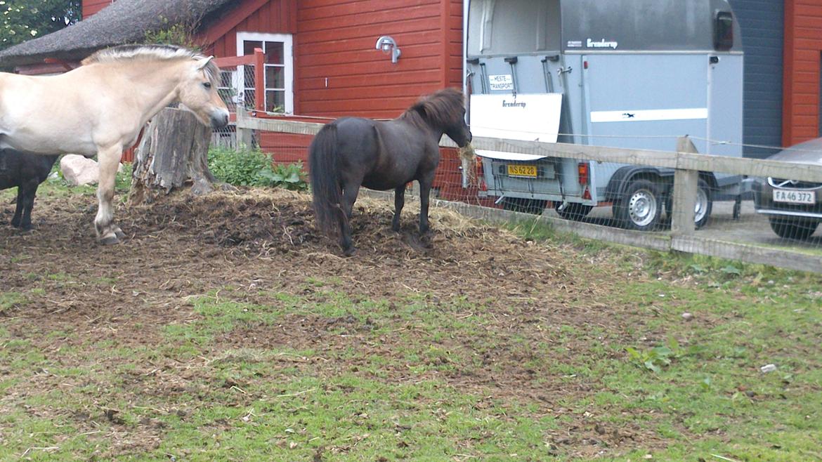 Shetlænder Maggi - Maggi spiser  billede 1