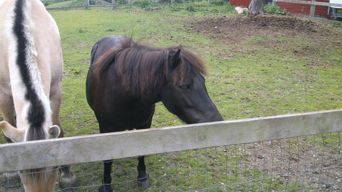 Shetlænder Maggi billede 2