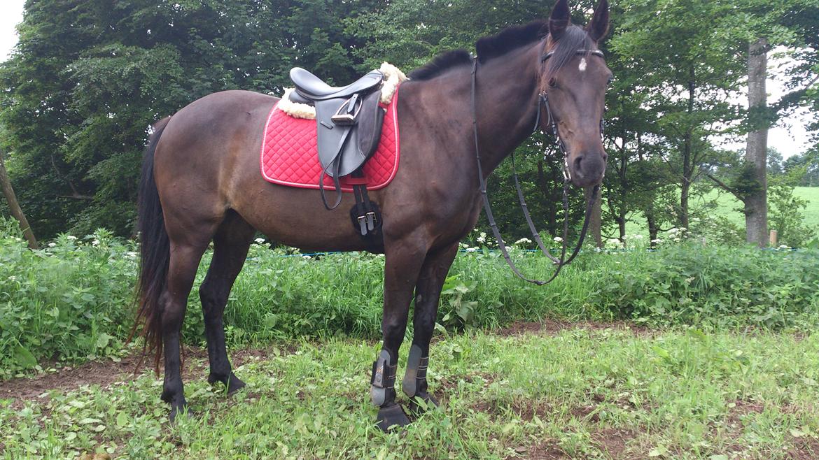 Traver New S (Daisy) R.I.P - Man kan se hvad mennesket har skabt gennem vinduet i en bil,
men det Gud har skabt, skal ses fra hesteryg. billede 2