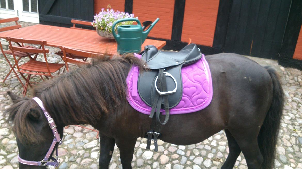 Shetlænder Maggi billede 3