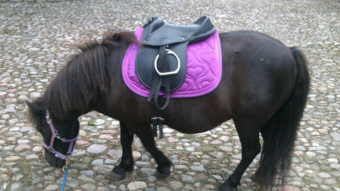 Shetlænder Maggi billede 4