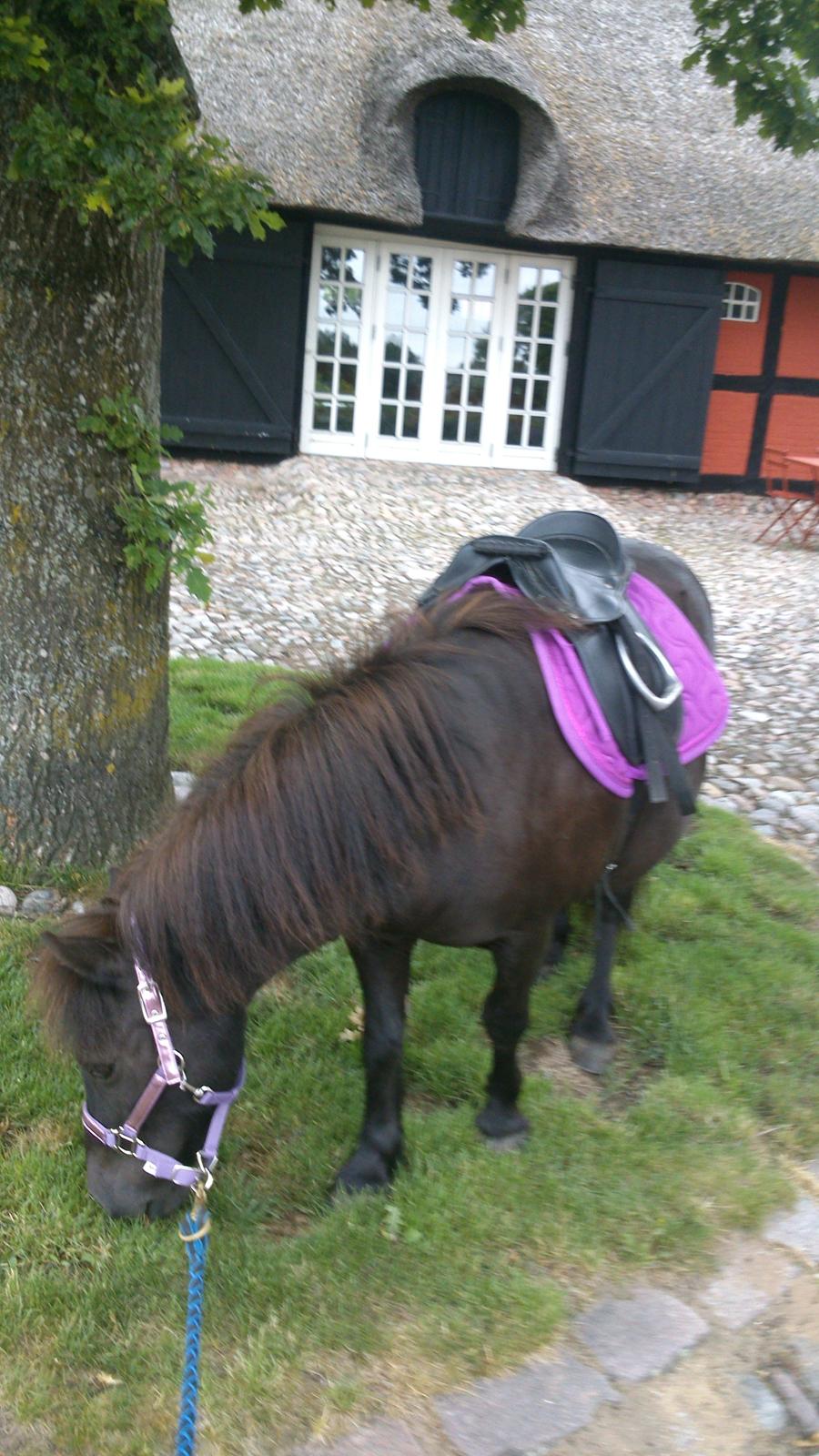 Shetlænder Maggi billede 6