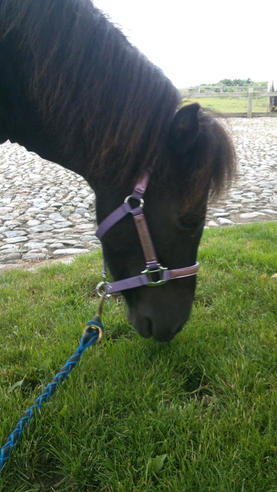 Shetlænder Maggi billede 7