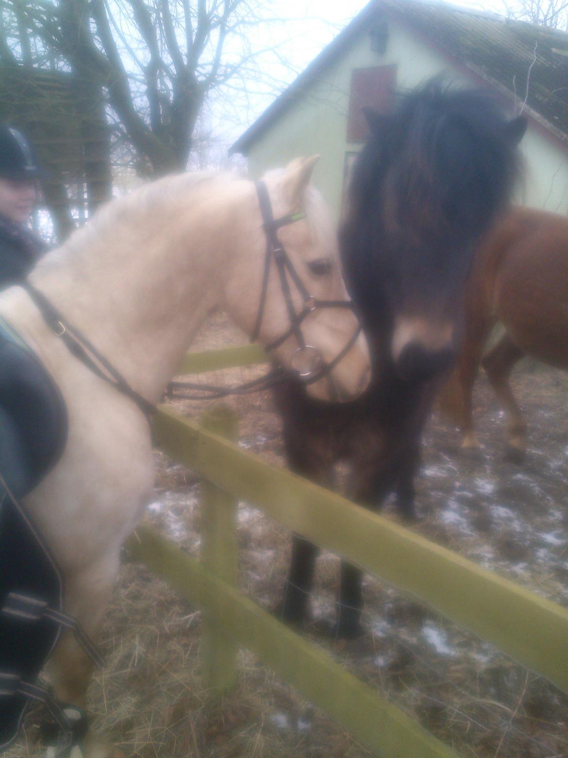 Islænder Kolfaxi fra Midtgaard billede 18