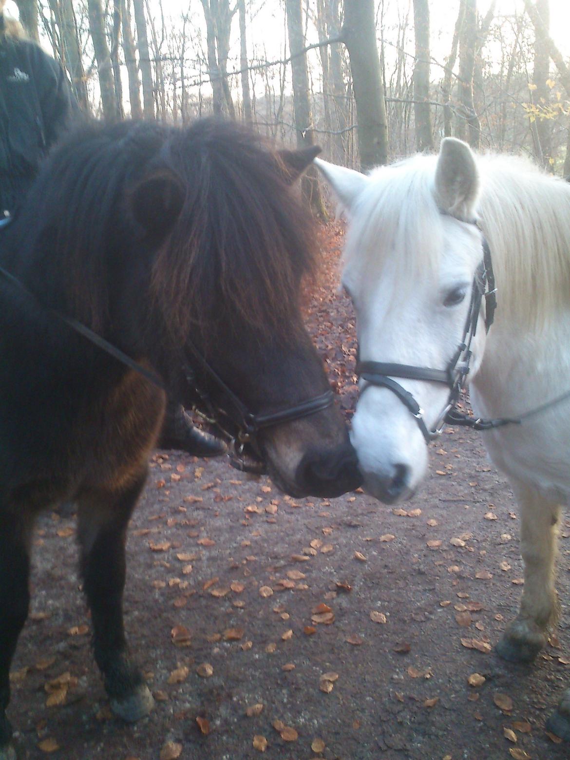 Islænder Kolfaxi fra Midtgaard billede 19