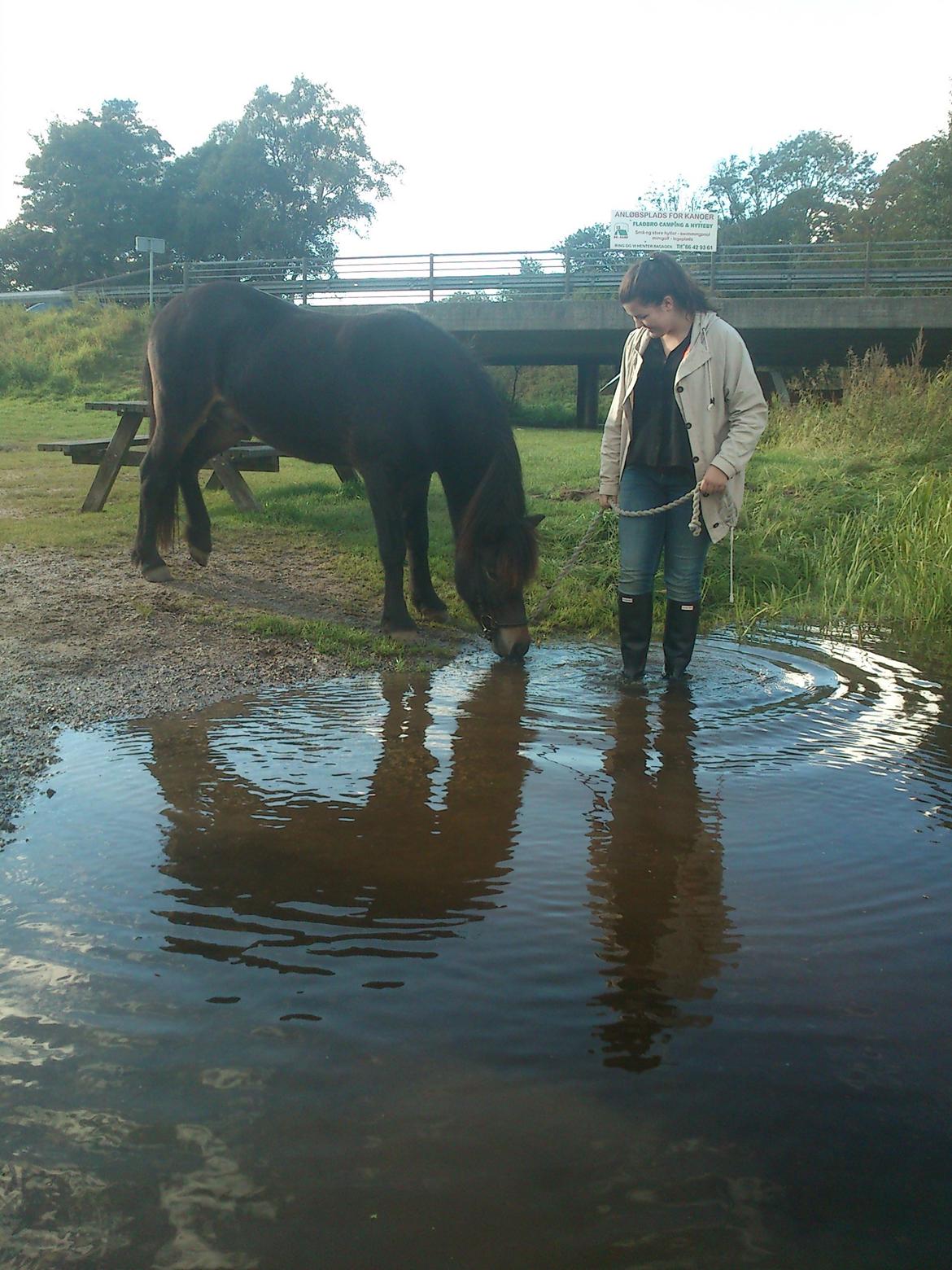 Islænder Kolfaxi fra Midtgaard billede 20