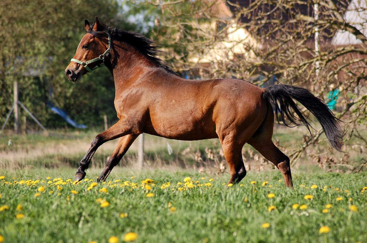 Arabisk fuldblod (OX) McAdoo ox - Lige kommet på sommergræs ;)
30. april 2011.
Foto: Mig. billede 6