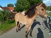 Islænder Keilir fra Limfjorden